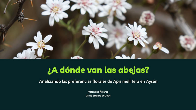 IDE Gore Aysen Story map adonde-van-las-abejas